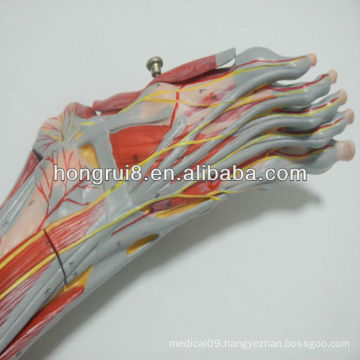 2013 HOT SALE medical muscles of foot with main vessels and nerves muscle foot